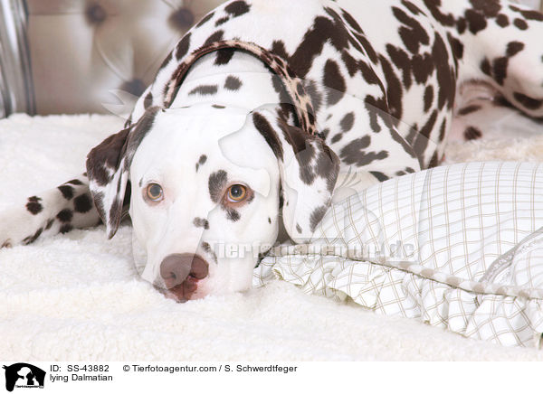 liegender Dalmatiner / lying Dalmatian / SS-43882