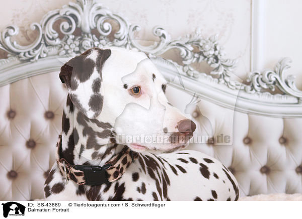 Dalmatiner Portrait / Dalmatian Portrait / SS-43889