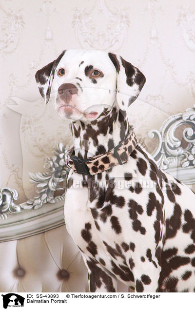 Dalmatiner Portrait / Dalmatian Portrait / SS-43893