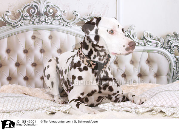 liegender Dalmatiner / lying Dalmatian / SS-43901