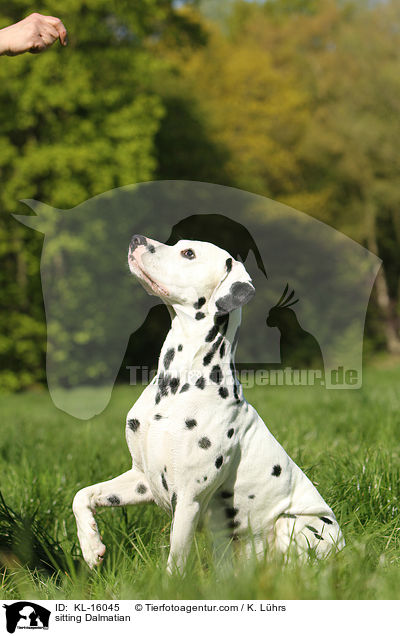 sitzender Dalmatiner / sitting Dalmatian / KL-16045