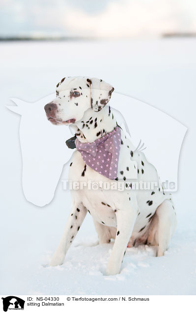 sitzender Dalmatiner / sitting Dalmatian / NS-04330