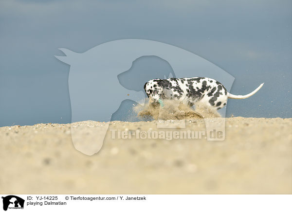spielender Dalmatiner / playing Dalmatian / YJ-14225