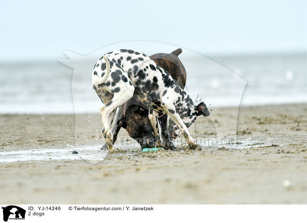 2 dogs / YJ-14246
