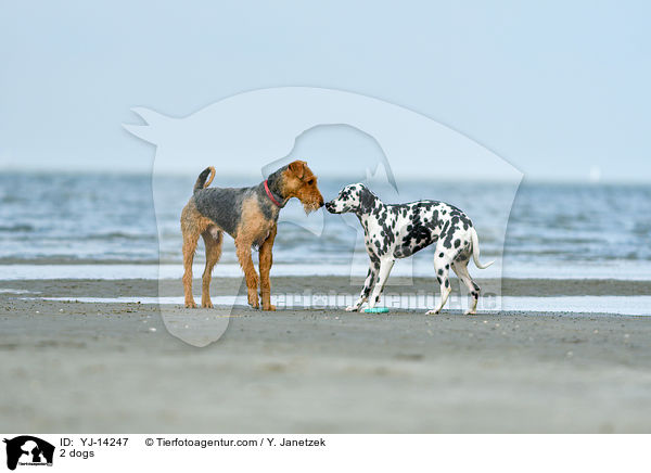 2 Hunde / 2 dogs / YJ-14247