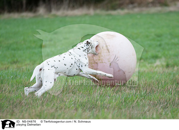 spielender Dalmatiner / playing Dalmatian / NS-04876