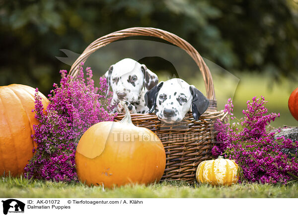 Dalmatian Puppies / AK-01072