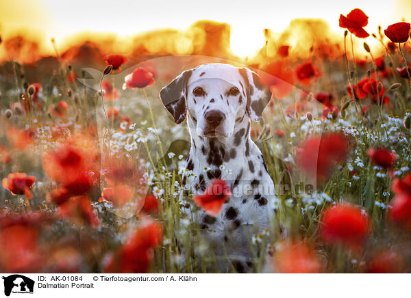 Dalmatian Portrait / AK-01084