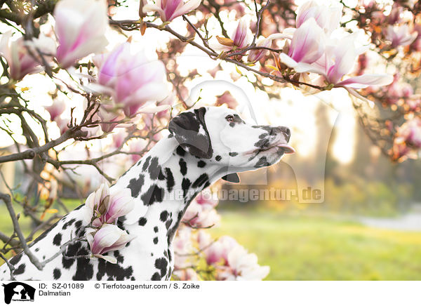 Dalmatiner / Dalmatian / SZ-01089
