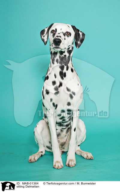 sitzender Dalmatiner / sitting Dalmatian / MAB-01364