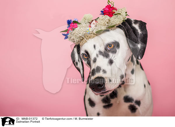 Dalmatiner Portrait / Dalmatian Portrait / MAB-01372