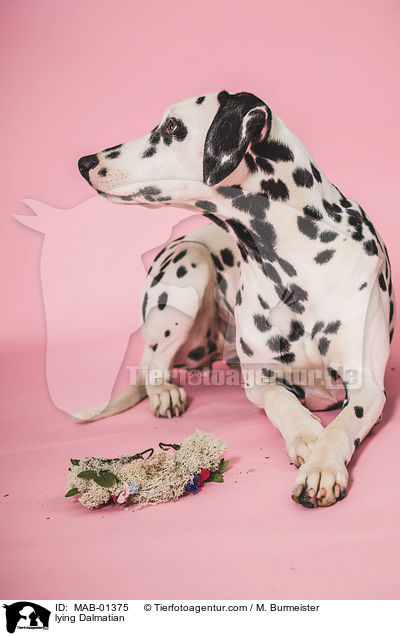 liegender Dalmatiner / lying Dalmatian / MAB-01375