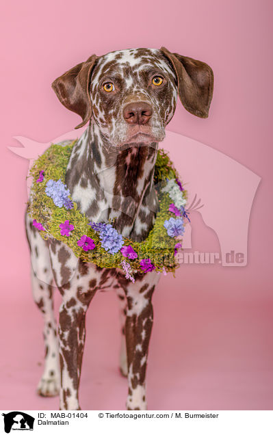 Dalmatiner / Dalmatian / MAB-01404