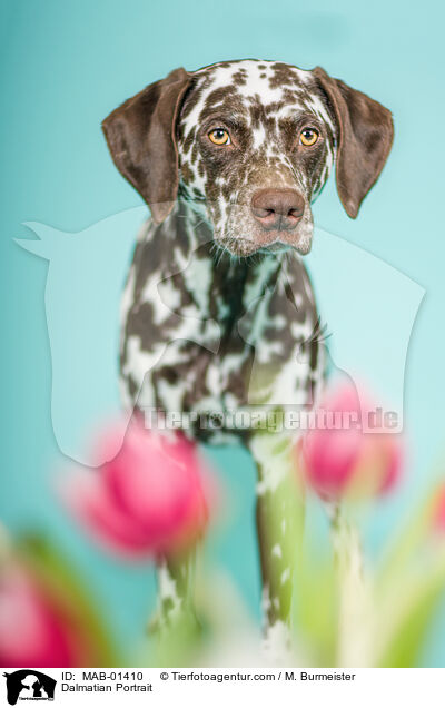 Dalmatiner Portrait / Dalmatian Portrait / MAB-01410