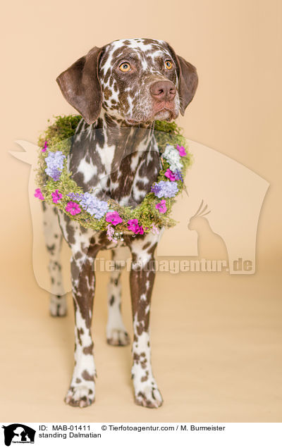 stehender Dalmatiner / standing Dalmatian / MAB-01411