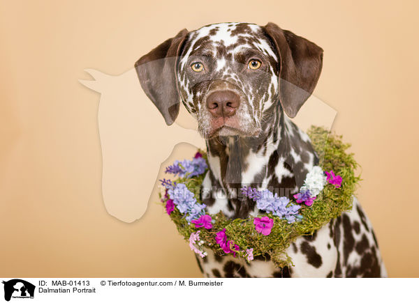 Dalmatiner Portrait / Dalmatian Portrait / MAB-01413