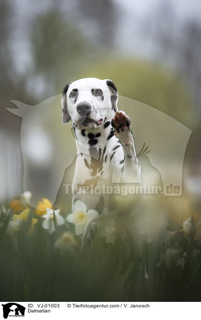 Dalmatiner / Dalmatian / VJ-01003