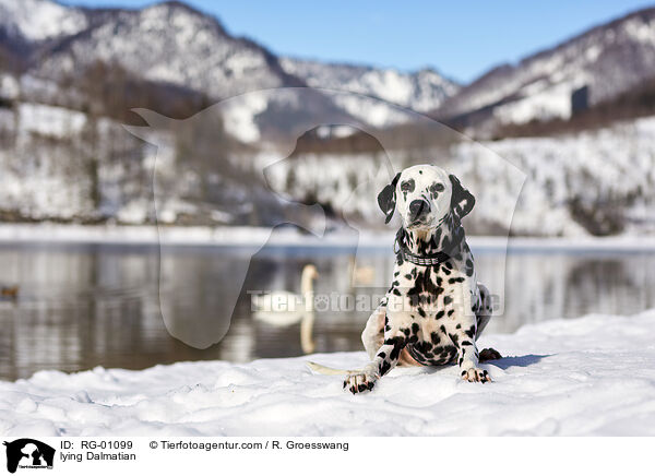 lying Dalmatian / RG-01099