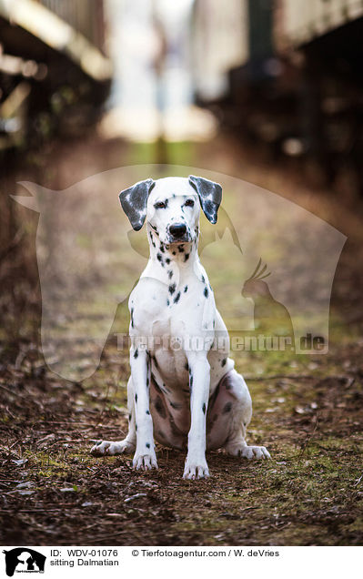 sitzender Dalmatiner / sitting Dalmatian / WDV-01076