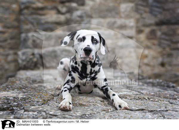 Dalmatiner zwischen Gemuer / Dalmatian between walls / MAH-01003