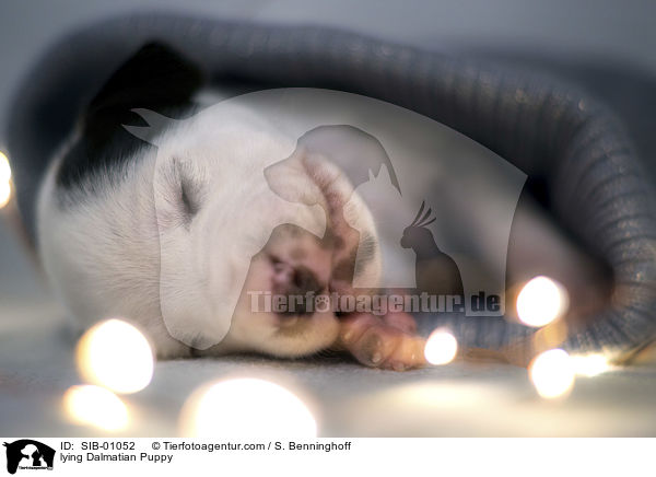 liegender Dalmatiner Welpe / lying Dalmatian Puppy / SIB-01052
