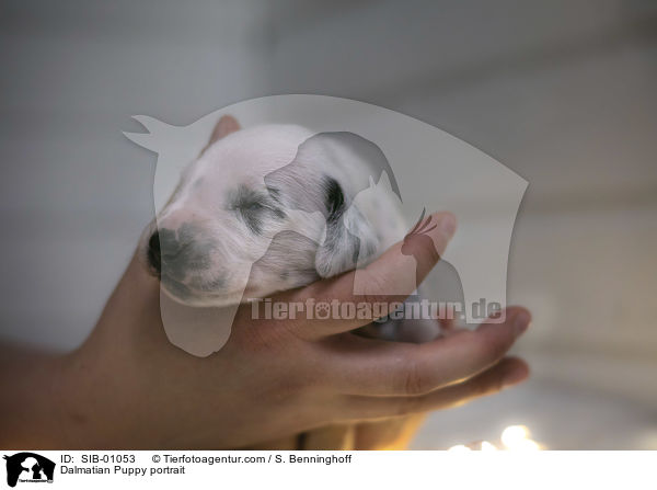 Dalmatiner Welpe Portrait / Dalmatian Puppy portrait / SIB-01053