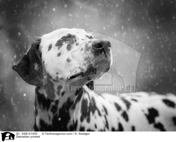 Dalmatiner Portrait / Dalmatian portrait / SSE-01050