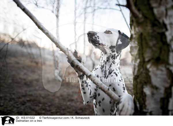 Dalmatiner an einem Baum / Dalmatian on a tree / KS-01022