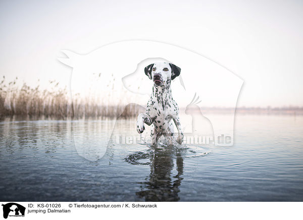 springender Dalmatiner / jumping Dalmatian / KS-01026