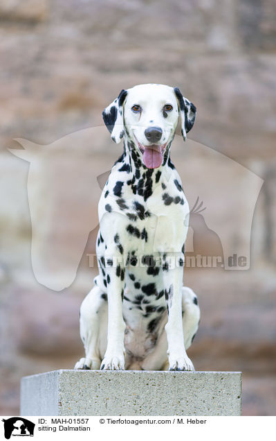 sitzender Dalmatiner / sitting Dalmatian / MAH-01557