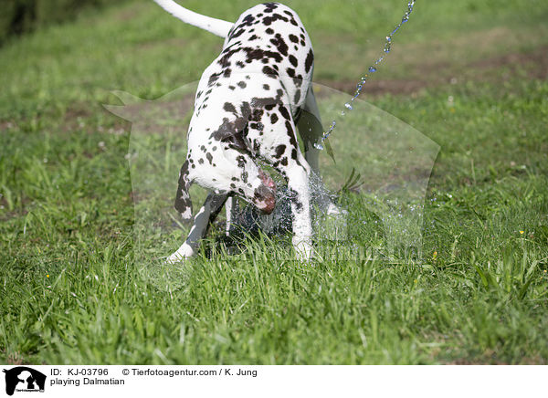 spielender Dalmatiner / playing Dalmatian / KJ-03796
