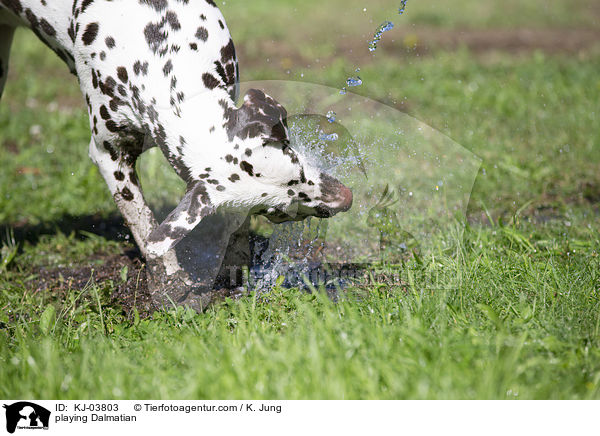 spielender Dalmatiner / playing Dalmatian / KJ-03803