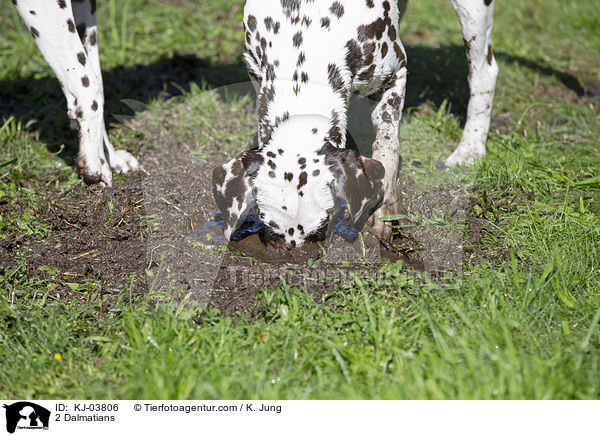 2 Dalmatians / KJ-03806