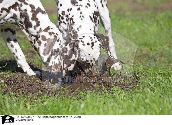 2 Dalmatians / KJ-03807