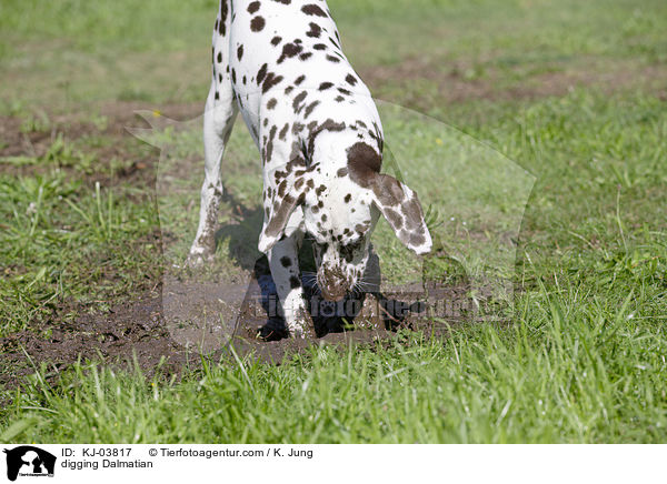 buddelnder Dalmatiner / digging Dalmatian / KJ-03817
