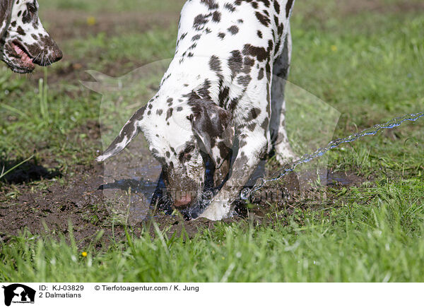 2 Dalmatiner / 2 Dalmatians / KJ-03829