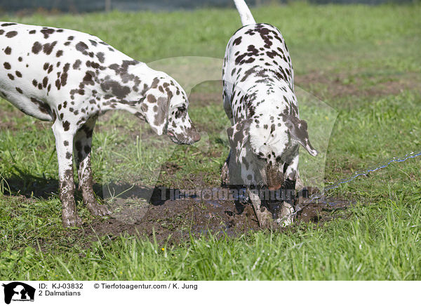 2 Dalmatians / KJ-03832