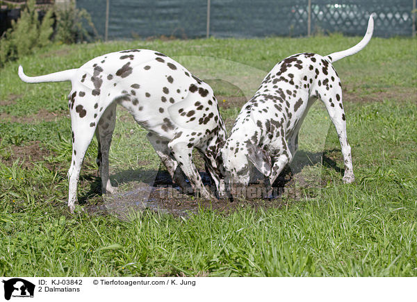 2 Dalmatians / KJ-03842