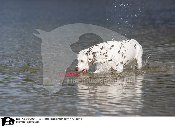 playing dalmatian / KJ-03909