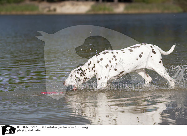 playing dalmatian / KJ-03927