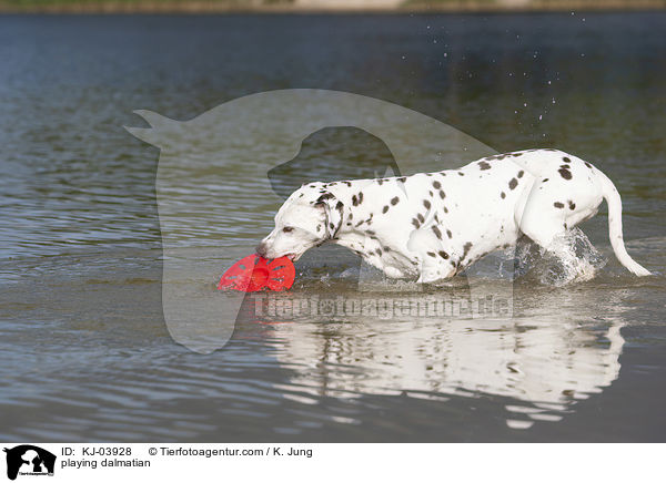 playing dalmatian / KJ-03928