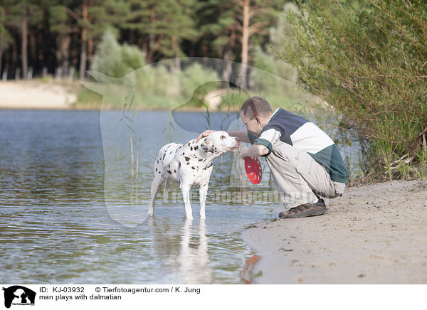man plays with dalmatian / KJ-03932