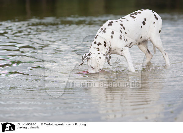 playing dalmatian / KJ-03936
