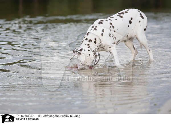 playing dalmatian / KJ-03937