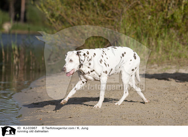 rennender alter Dalmatiner / running old dalmatian / KJ-03967