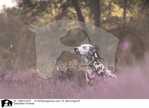 Dalmatiner Portrait / Dalmatian Portrait / SIB-01570