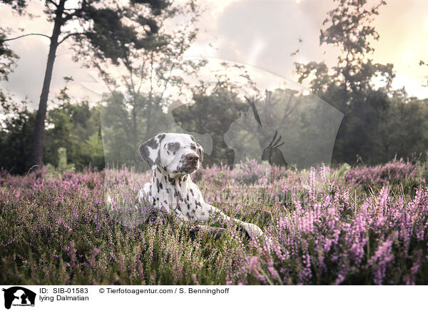 liegender Dalmatiner / lying Dalmatian / SIB-01583