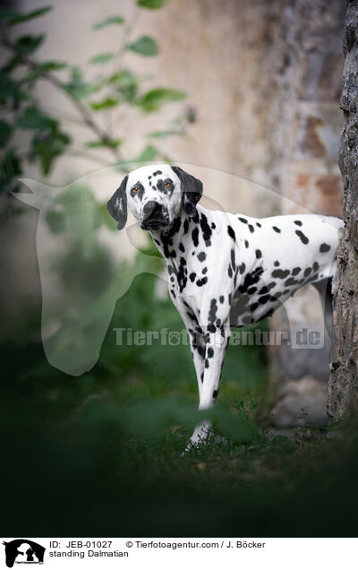 standing Dalmatian / JEB-01027