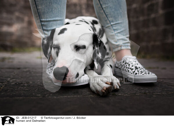 human and Dalmatian / JEB-01217