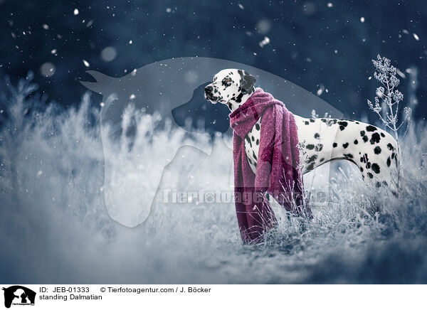 stehender Dalmatiner / standing Dalmatian / JEB-01333